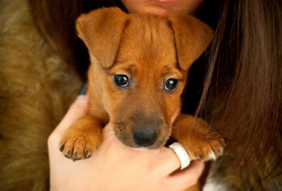 Cute, Puppy, Dot photo