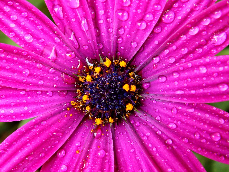 Flower water, Water, Purple petals