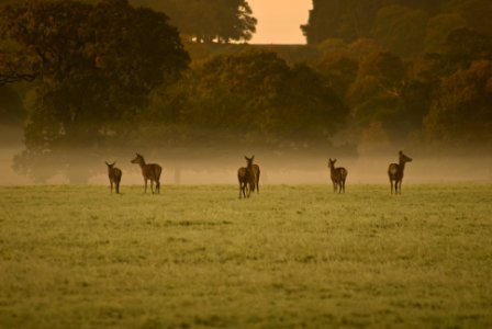 herd of brown deer photo