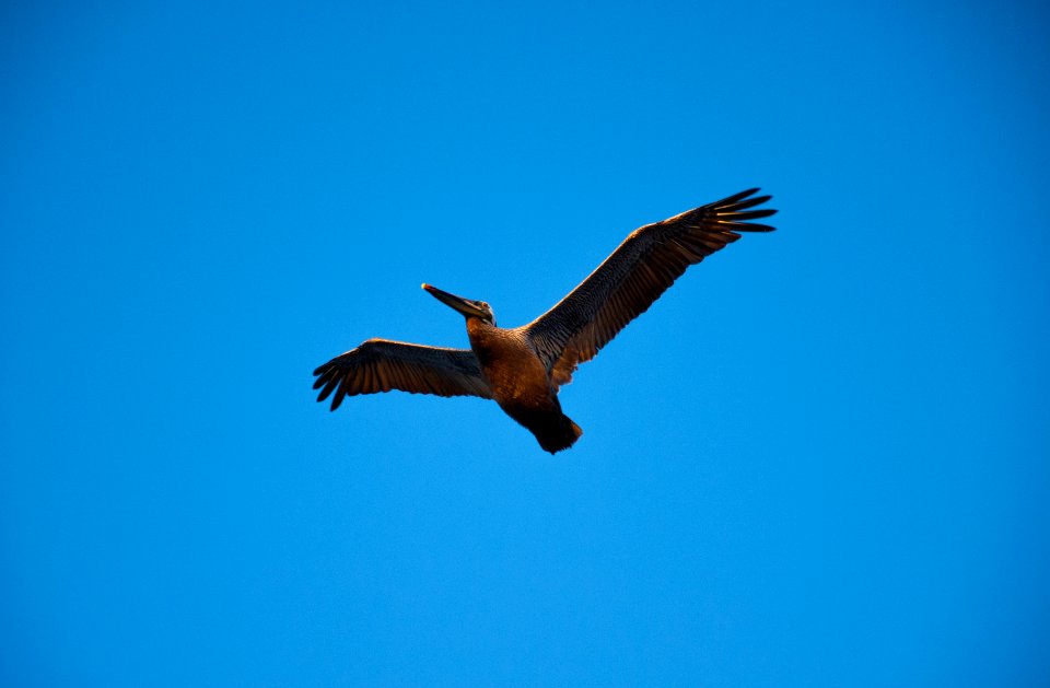 Monterey bay, United states, Wings