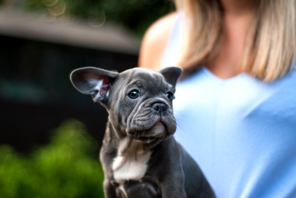 gray Boston terrier puppy
