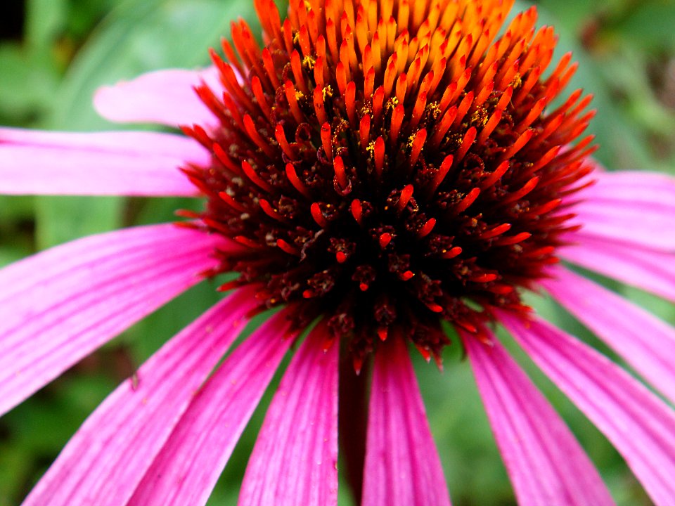 Flower orange, Detailed flower, Close up flower