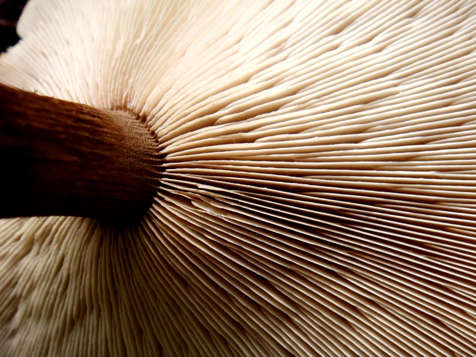 Mushroom, Macro, Detail