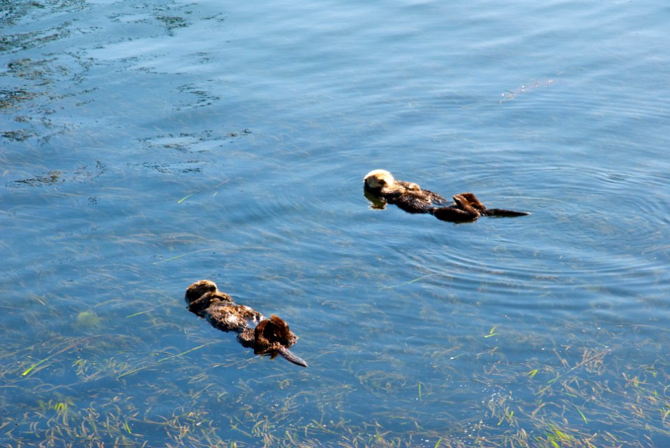 Morro bay, United states, Sea otter