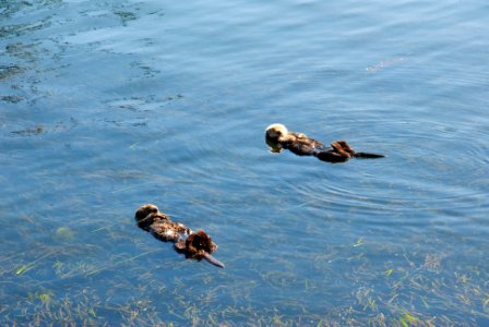 Morro bay, United states, Sea otter photo