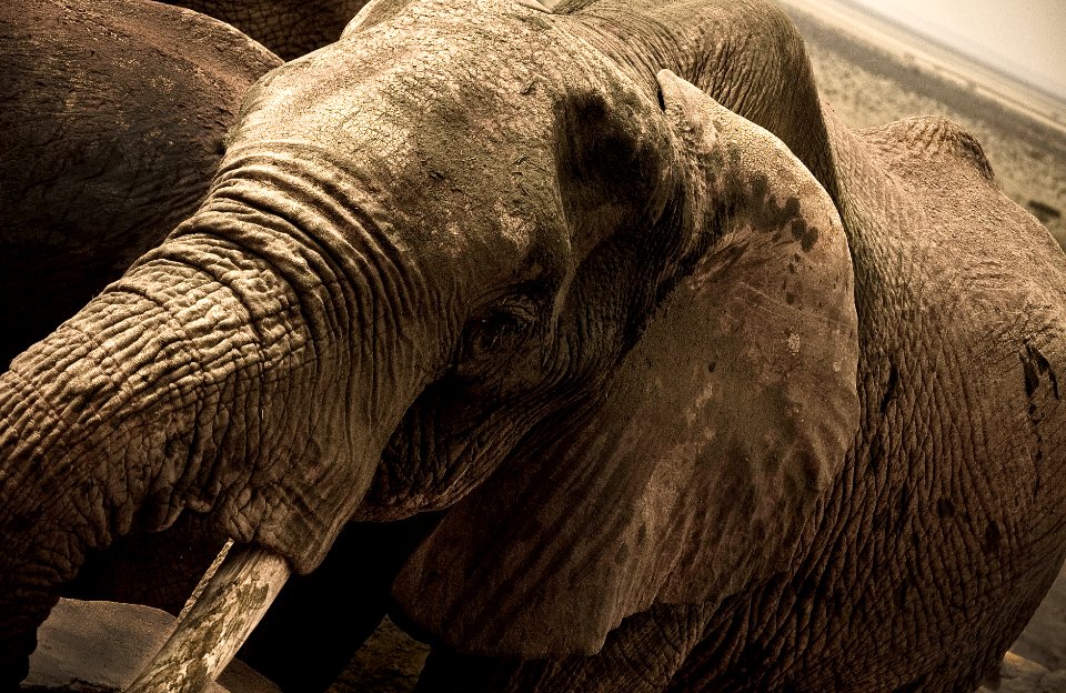Kenya, African elephant, Africa