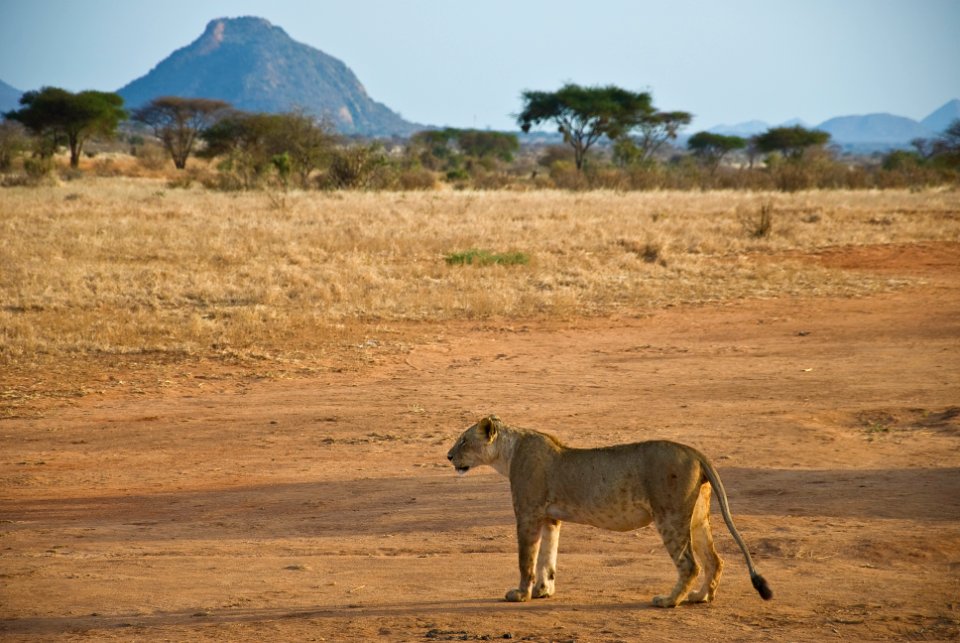 Kenya, Tsavo east national park, Tsavo