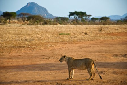 Kenya, Tsavo east national park, Tsavo photo