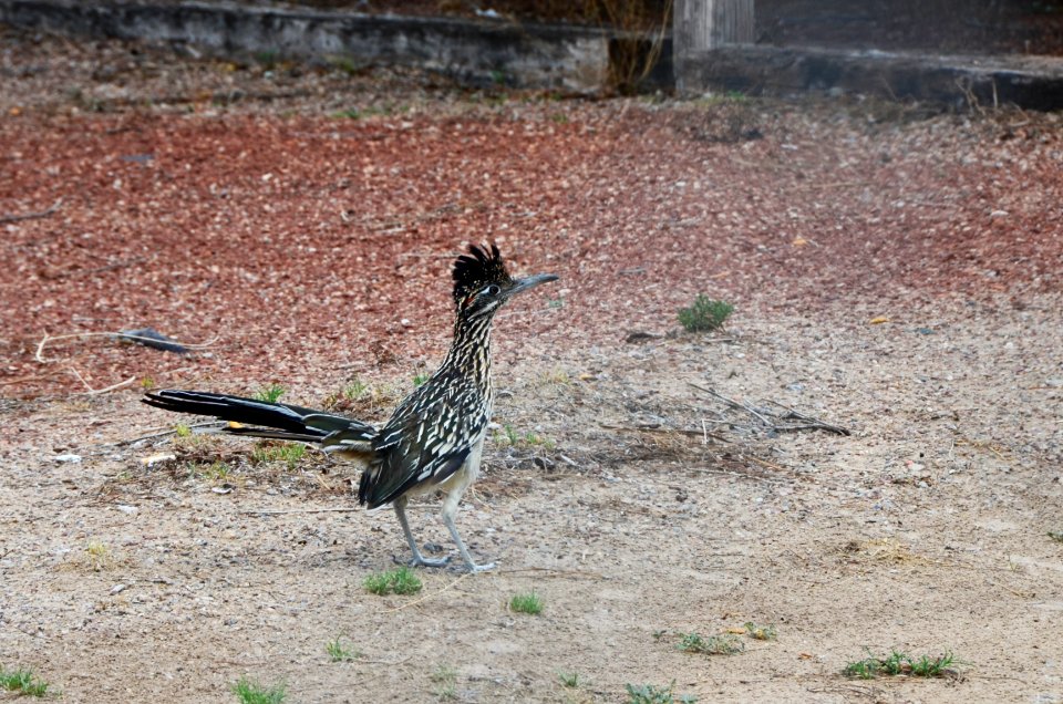 Albuquerque, United states