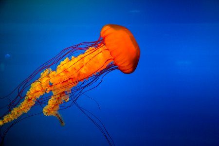 yellow jelly fish photo