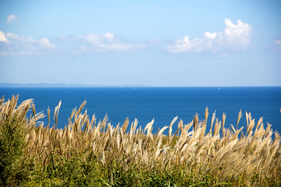 Vladivostok, Russia, Grass