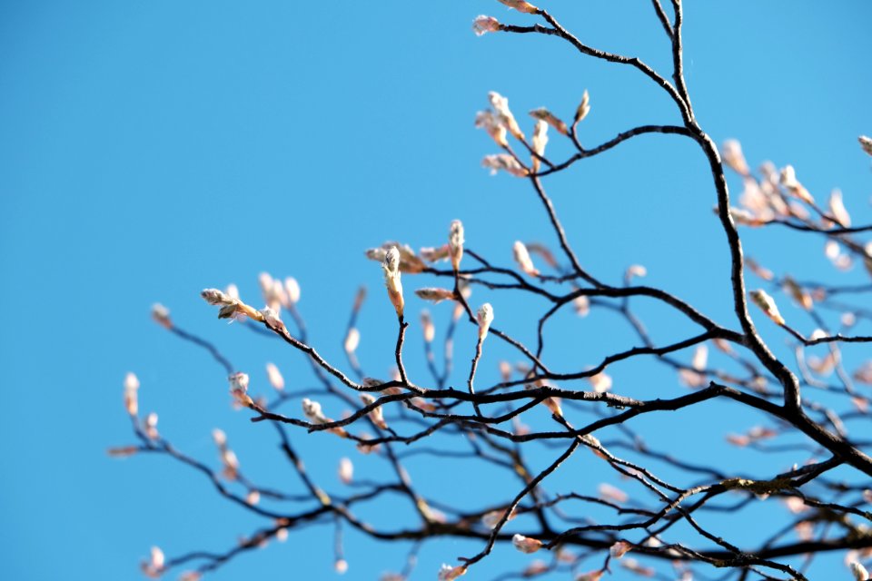 Neuulm, Germany, Blossom