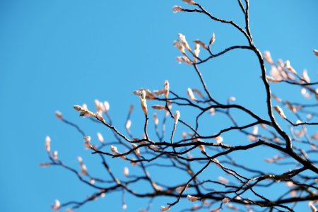 Neuulm, Germany, Blossom
