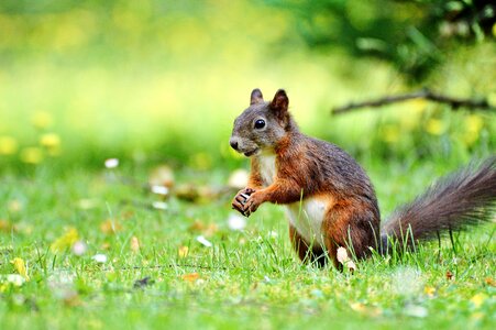 Cute nature cheeky