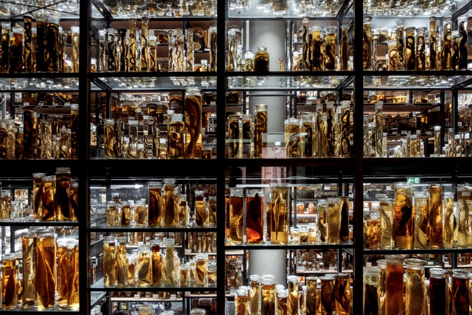 Museum fr naturkunde, Berlin, Germany