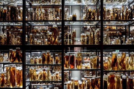 Museum fr naturkunde, Berlin, Germany