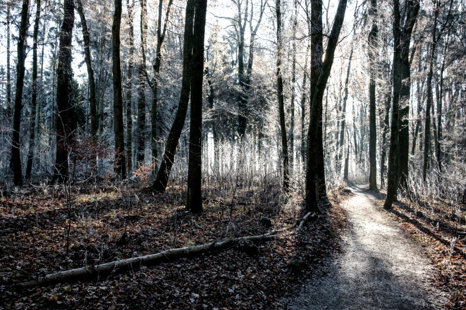 Trees, Forest, Winter