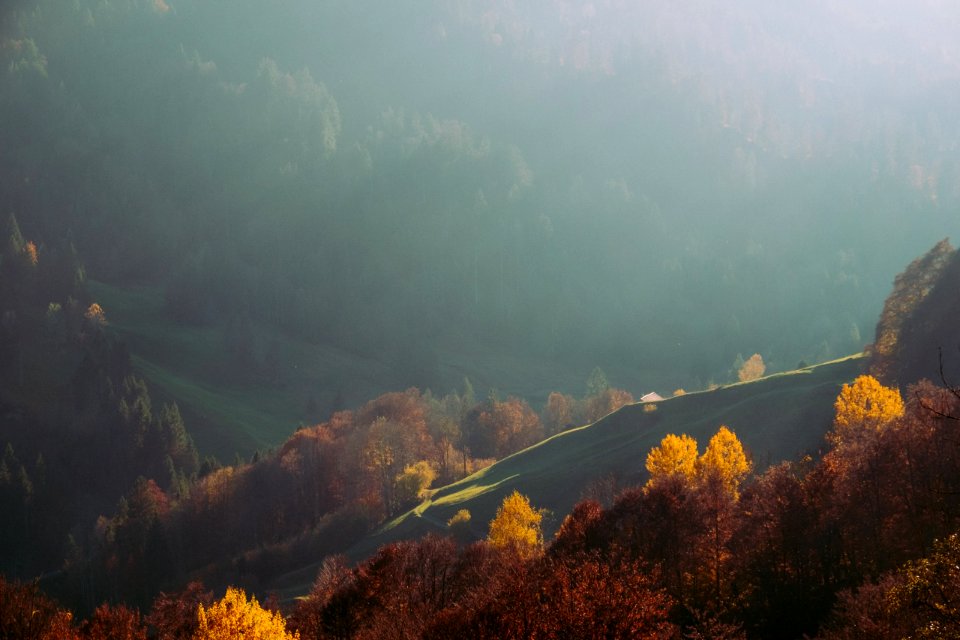 Mellau, Austria, Trees
