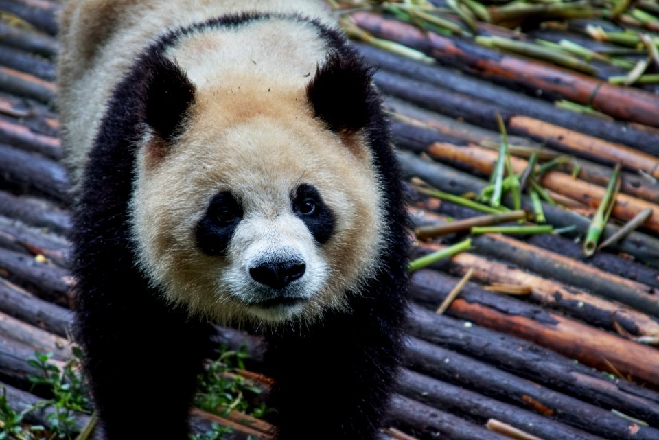 Giant p, Bear, Mammal