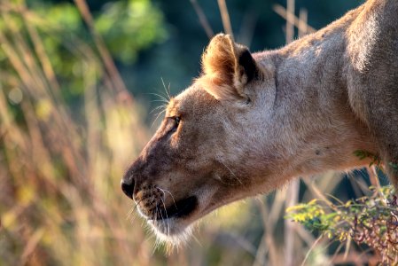 selective photography of lioness photo