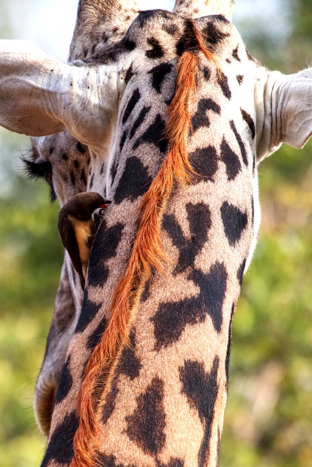 Zambia, South luangwa national park, Giraffe