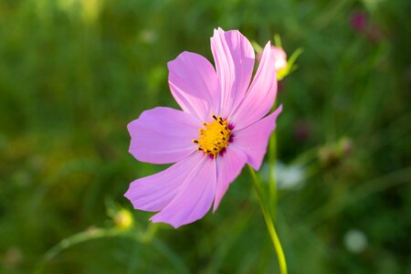 Pink large garden photo