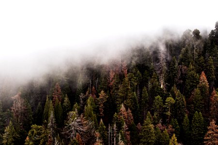 aerial photography of foggy forest at daytime photo