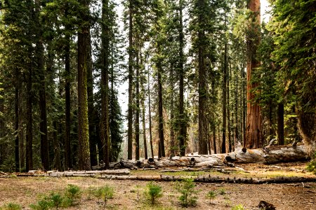 Nature, Trees, Sequoia photo