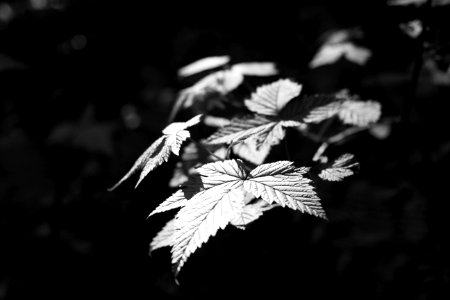 Quinault, United states, Woods