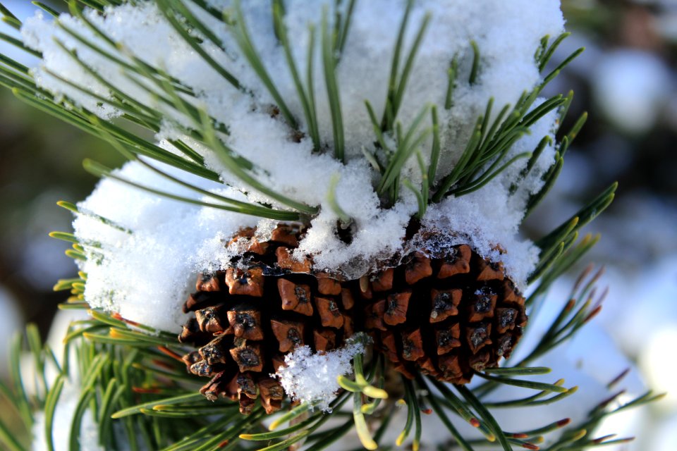 Pullman, United states, Winter