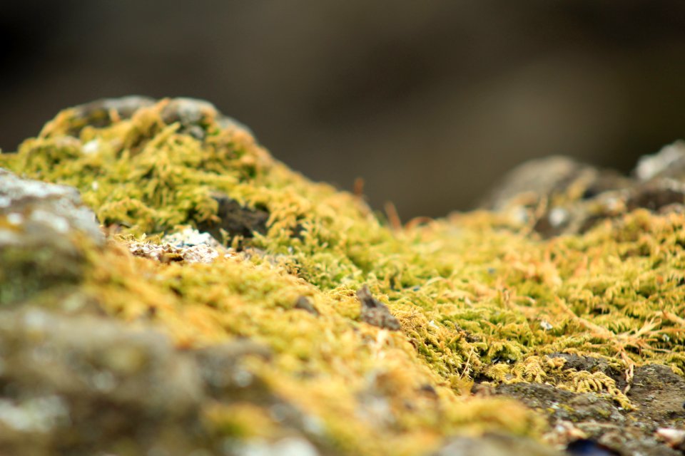 Cape disappointment, United states, Lichen