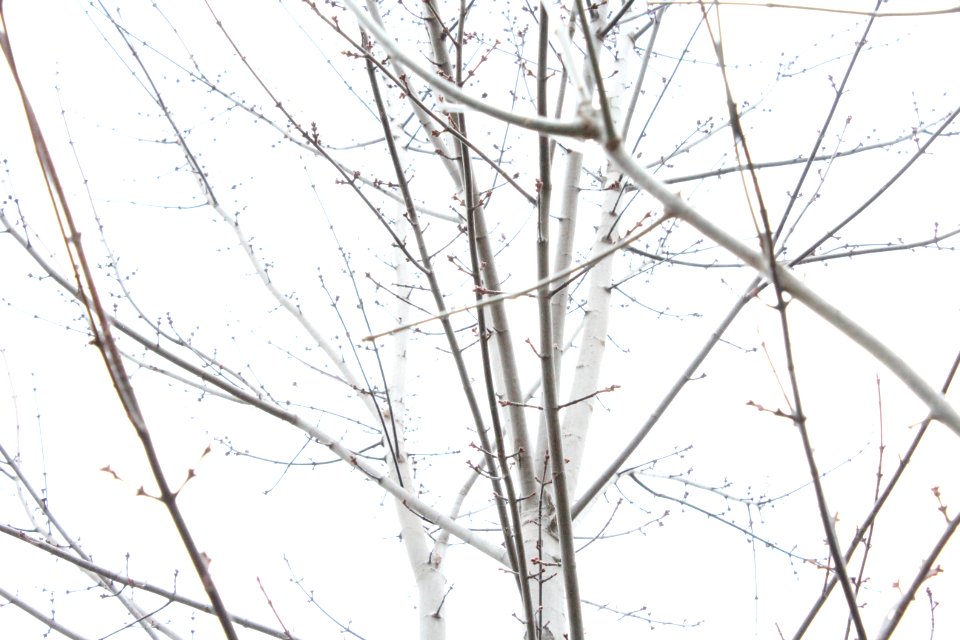 Twigs, Branches, Monotone