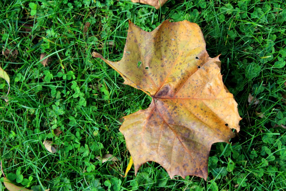 Columbus, United states, Leaf