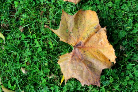 Columbus, United states, Leaf photo