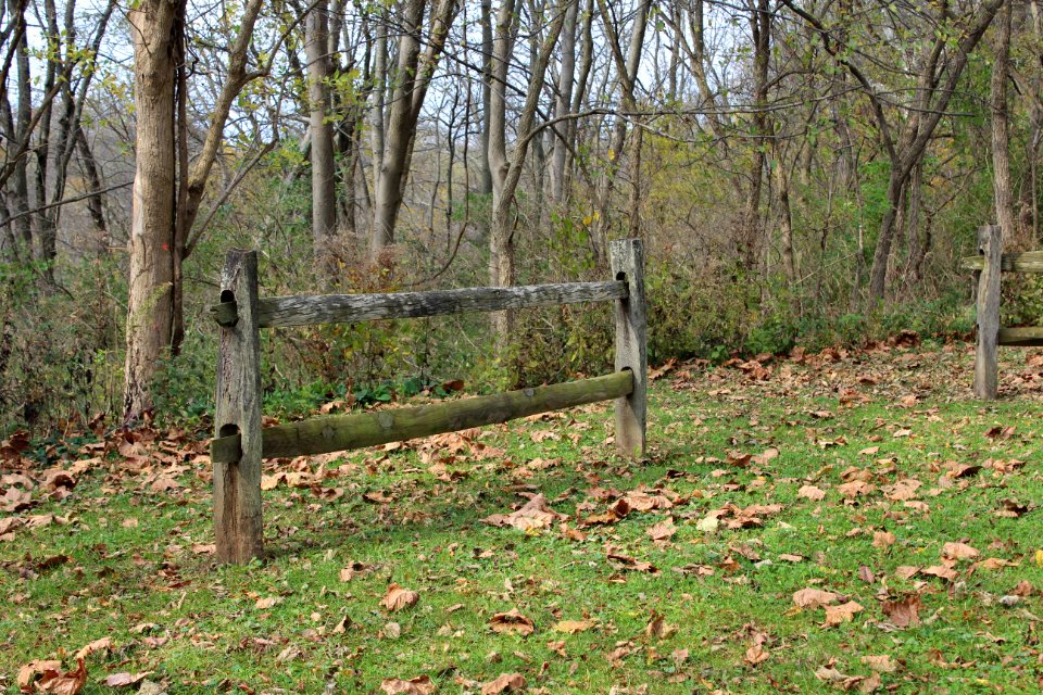 Fall, Autumn, Leaves