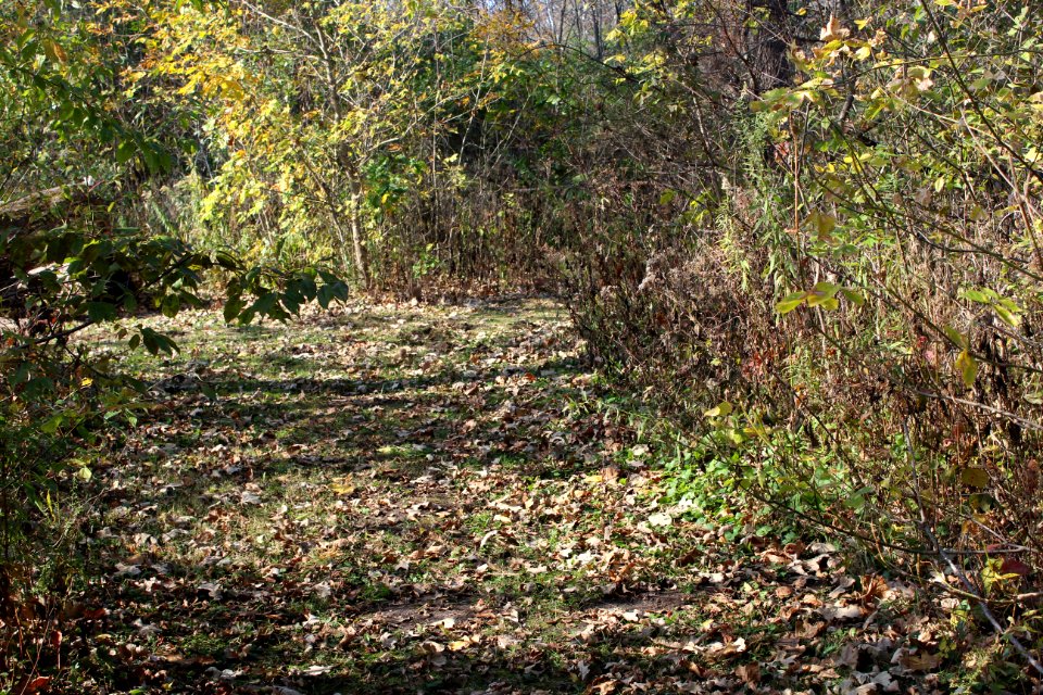 Path, Fall, Autumn photo