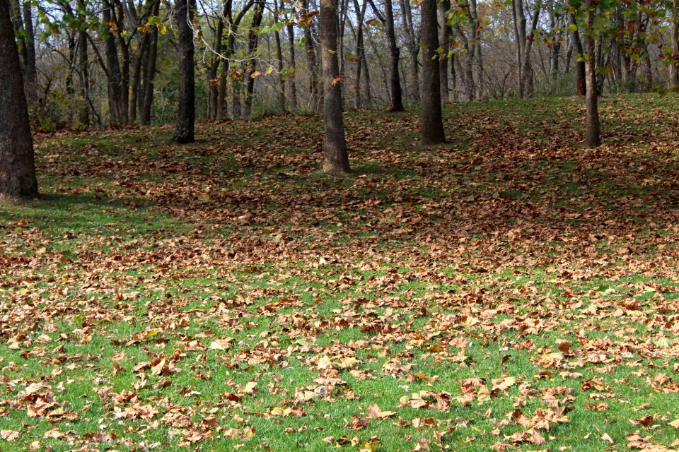 Forest, Scape, Nature