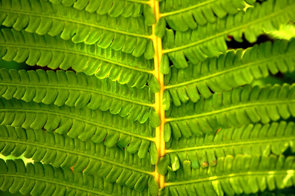 Fern