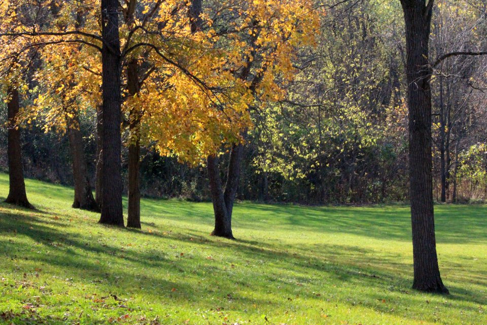 Nature, Leaf, Leaves