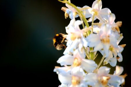Bumble bee, Flower