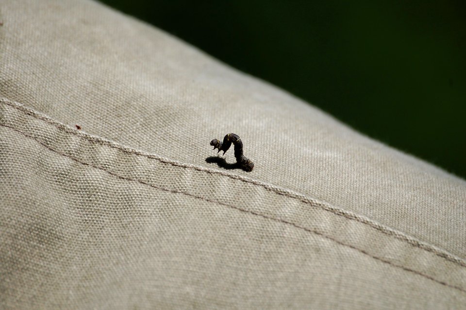 Caterpillar