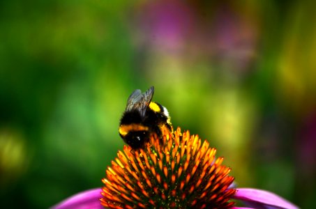 Bumblebee, Scape, Nature