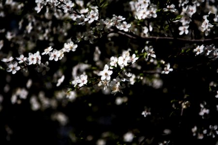 photography of white flowering tree