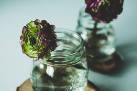 selective focus photography of two green-and-purple flowers in glass jars photo