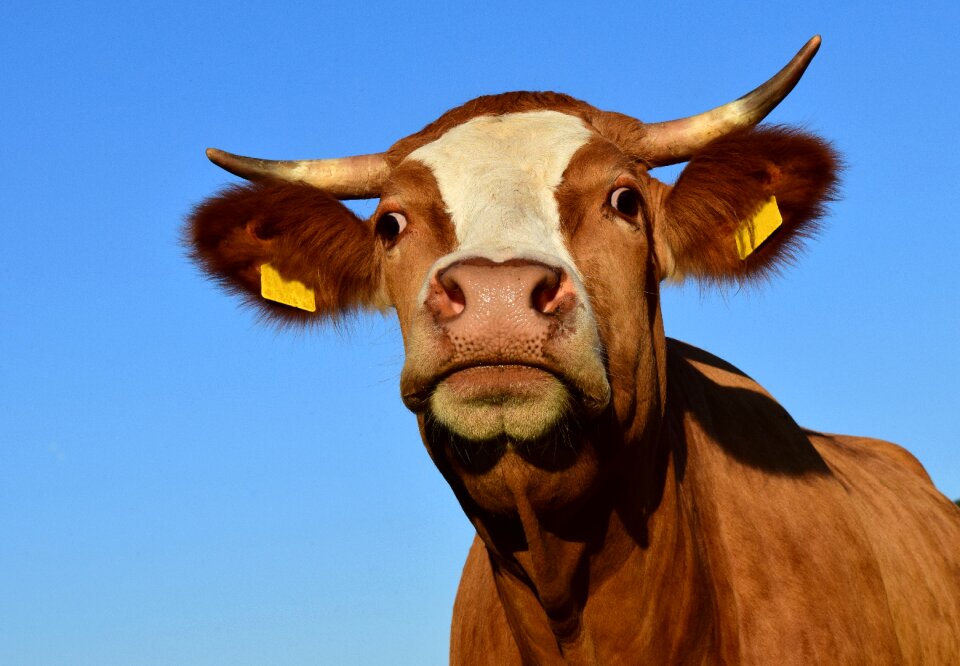 Livestock animal mammals