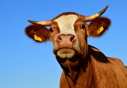 Livestock animal mammals