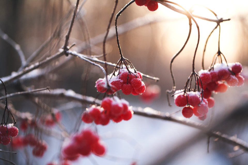 selective focus photo of red fruits