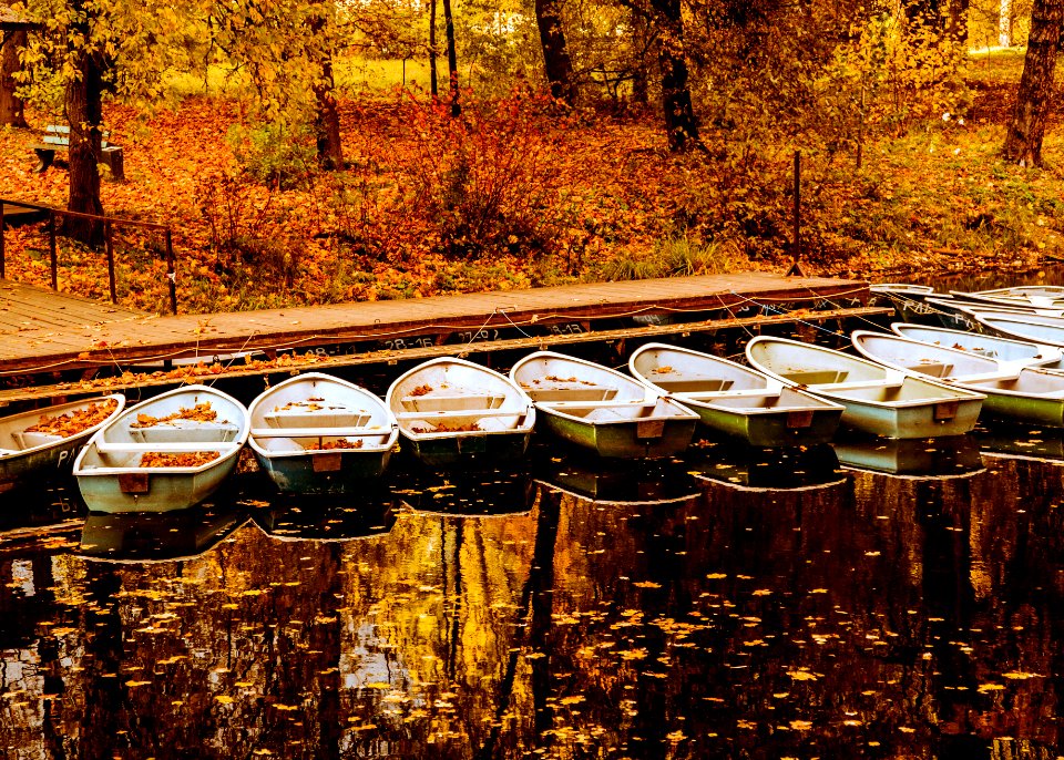 Leaves, Autumn, Water