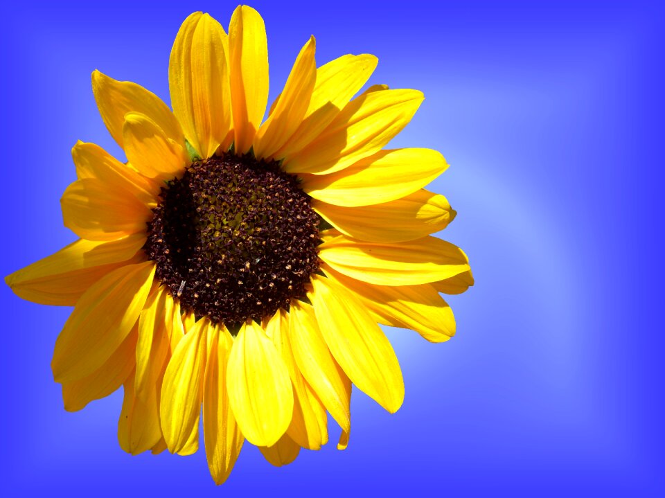 Blossom bloom yellow