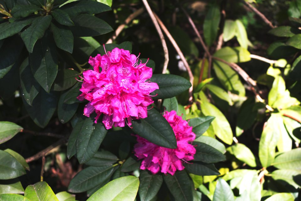 Spring, Sun, Nature